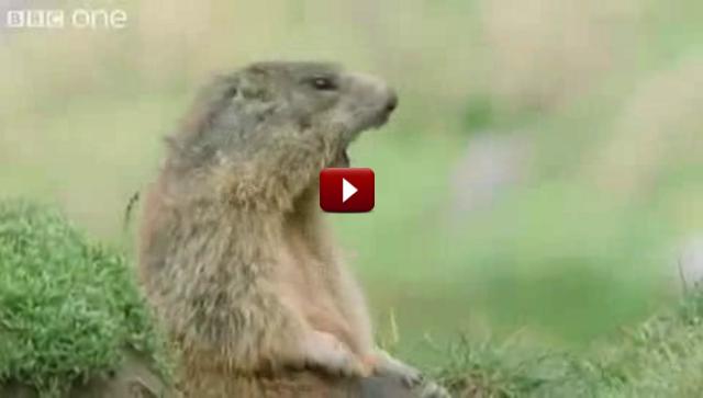Compilation-of-funny-talking-animals